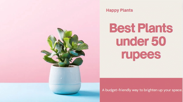Plants under 50 rupees